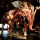 Image for article titled This is what a skinless elephant and a shark made out of blood vessels look like